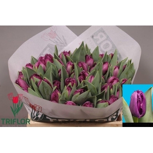 Tulipa fr san clemente