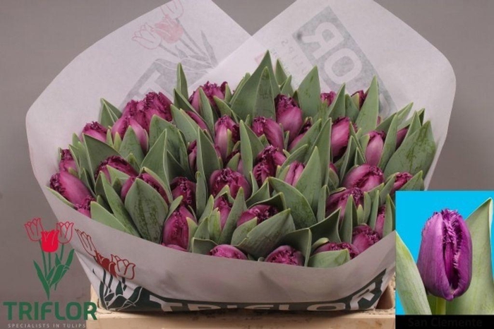 <h4>Tulipa fr san clemente</h4>