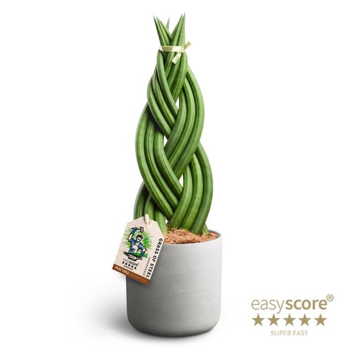 SANSEVIERIA CYLINDRICA
