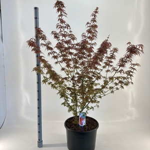 Acer palmatum Jerre Schwartz