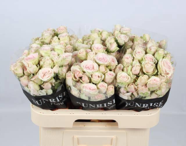 <h4>ROSA TR 'SWEET BLOSSOMS'</h4>