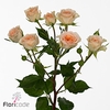 Rosa ec spray rosanella