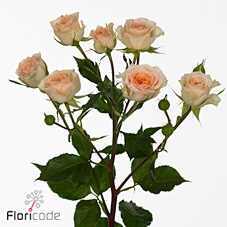 Rosa ec spray rosanella