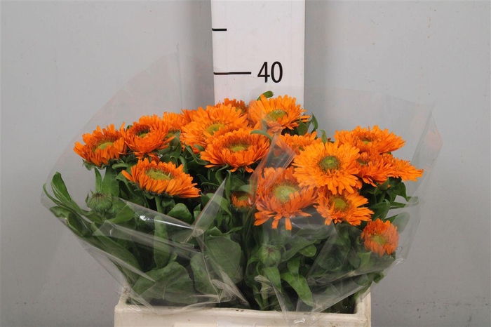 <h4>Calend Green Spot Or</h4>