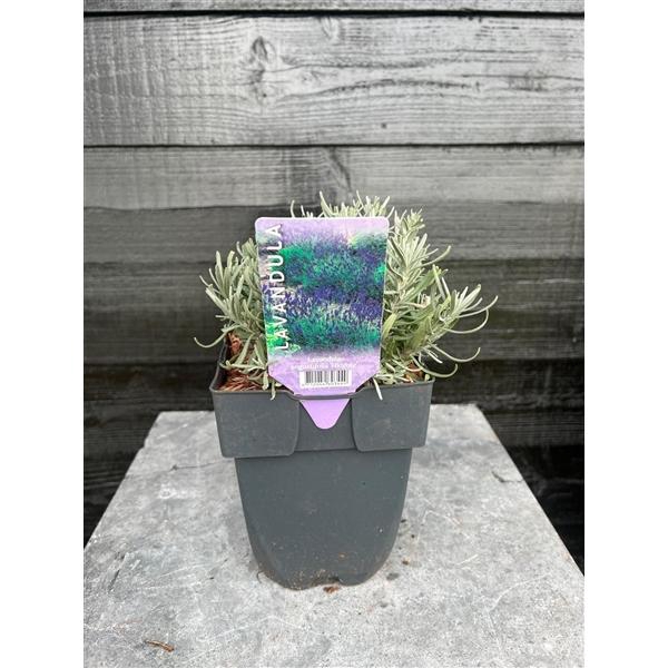 <h4>Lavandula angustifolia 'Hidcote' P17</h4>