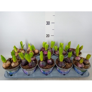 Hyacinthus orie.   ...mix 3