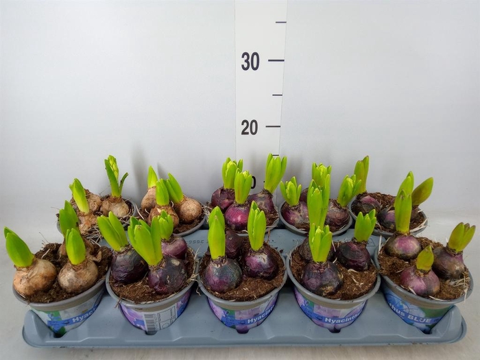 <h4>Hyacinthus orie.   ...mix 3</h4>