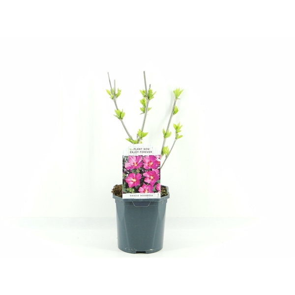 <h4>Hibiscus syr. Woodbridge</h4>