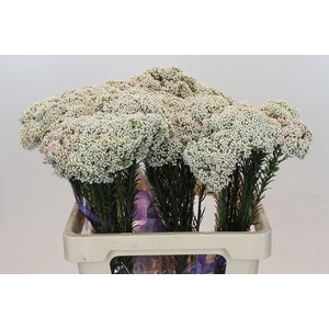 Ozothamnus Cooks Snow White