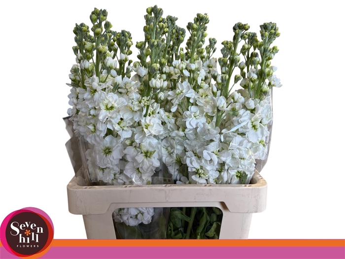 <h4>MATTH AIDA WHITE</h4>