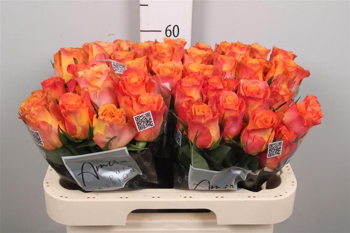 <h4>R Gr New Horizon</h4>