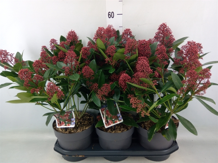 <h4>Skimmia jap. 'Rubella'</h4>