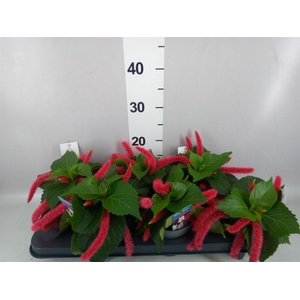 Acalypha hispida