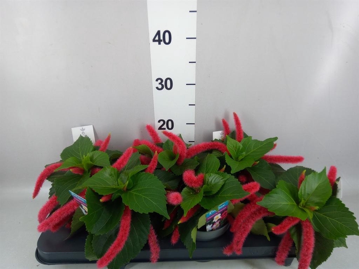 <h4>Acalypha hispida</h4>