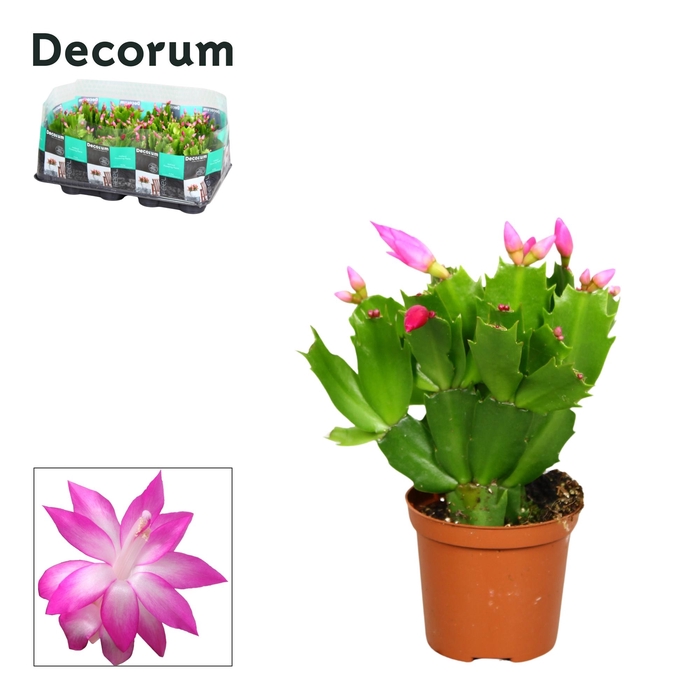 <h4>Schlumbergera - 7 cm - Pink (Cyber) - Decorum</h4>