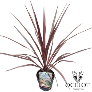 Cordyline australis 'Burgundy Spire'
