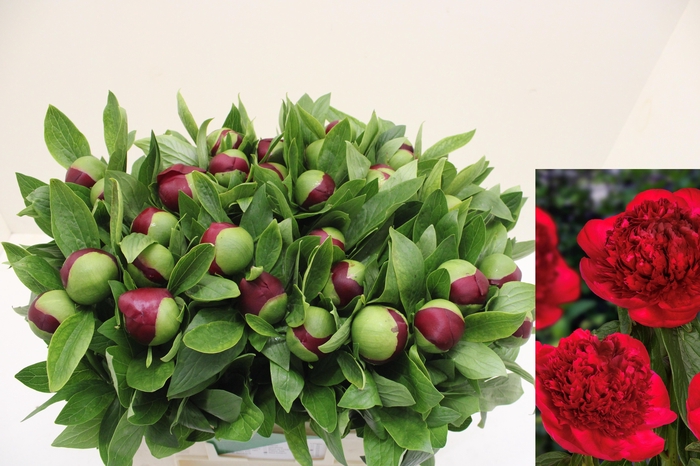 <h4>PAEO RED CHARM</h4>