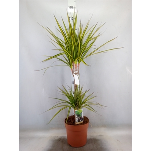 Dracaena marg. 'Sunray'