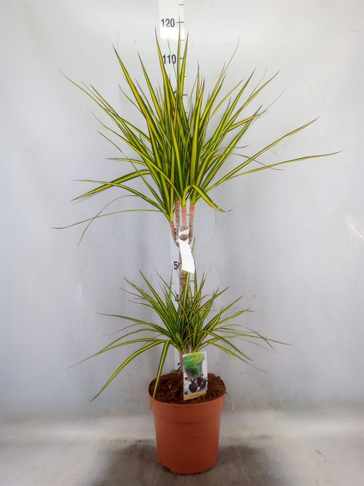 <h4>Dracaena marg. 'Sunray'</h4>