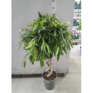 Ficus binn. 'Amstel King'