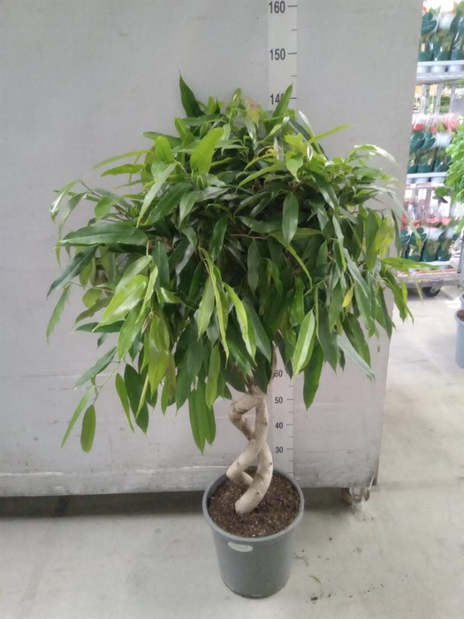 <h4>Ficus binn. 'Amstel King'</h4>