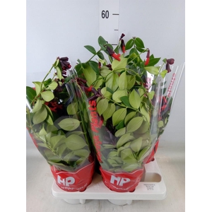 Aeschynanthus  'Mona Lisa'