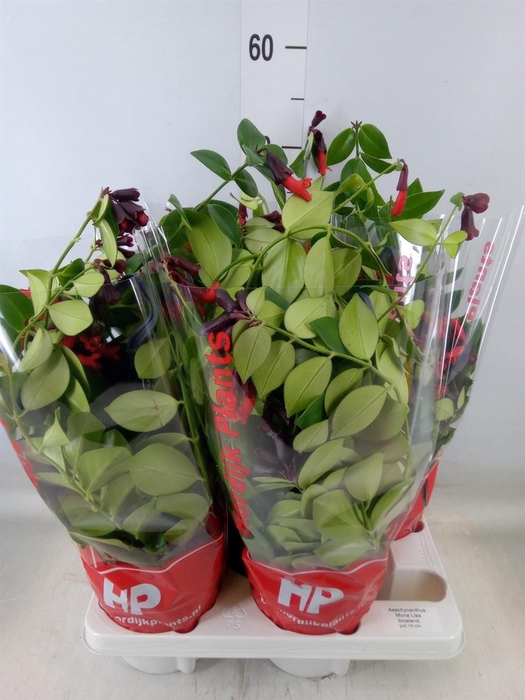 <h4>Aeschynanthus 'Mona Lisa'</h4>