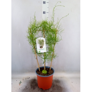Planten   ...green L%
