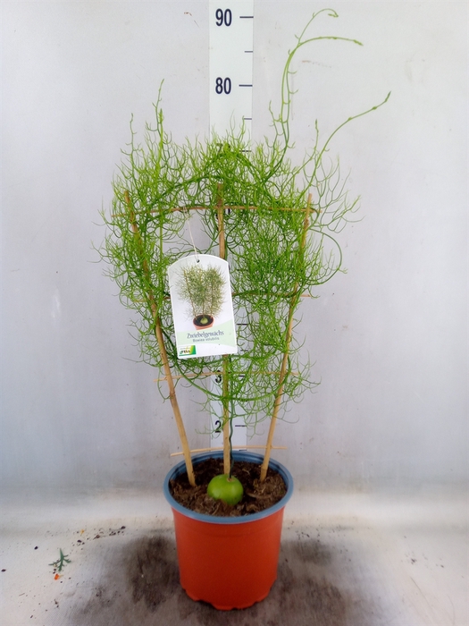 <h4>Planten   ...green L%</h4>