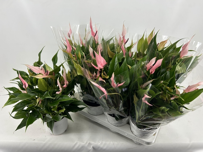 <h4>ANTHU LILLI</h4>