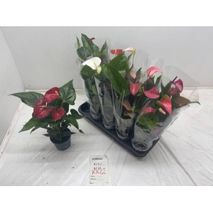 ANTHURIUM MIX P12