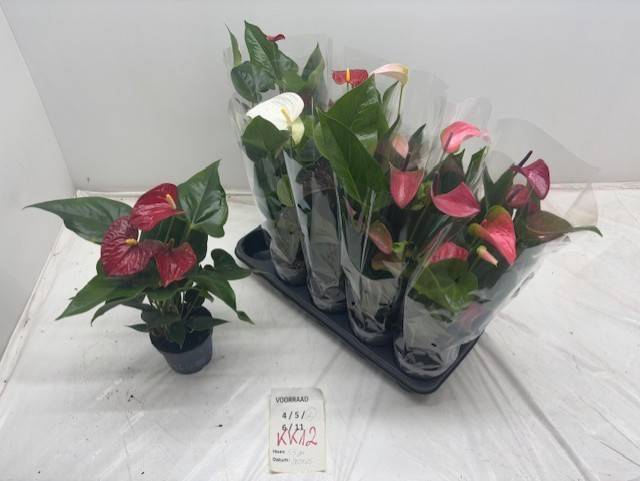 <h4>ANTHURIUM MIX P12</h4>