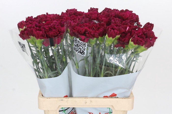<h4>Dianthus St Ghemme</h4>