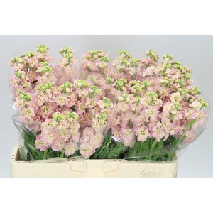 Matthiola Champagne
