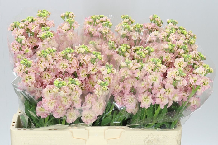 <h4>Matthiola Champagne</h4>