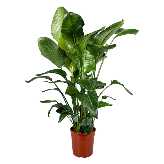 <h4>Strelitzia nicolai 5+ stek 140-160cm</h4>