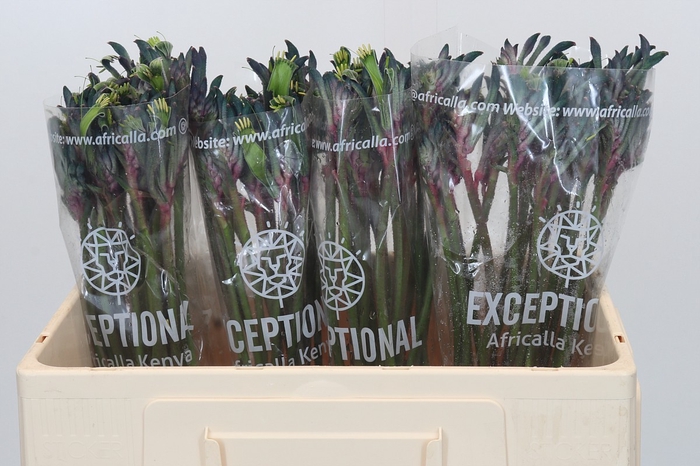 <h4>Anigozanthos Overig</h4>