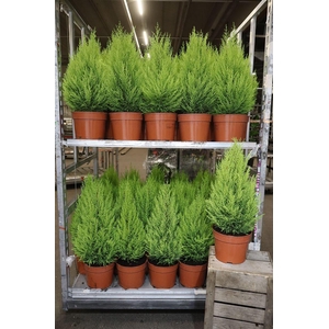 arr8 Cupr Ma Goldc Wilma