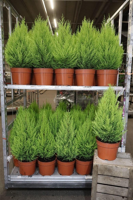 <h4>Cupr Ma Goldc Wilma</h4>