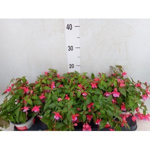 Fuchsia  'Bella Fuchsia Lydia'