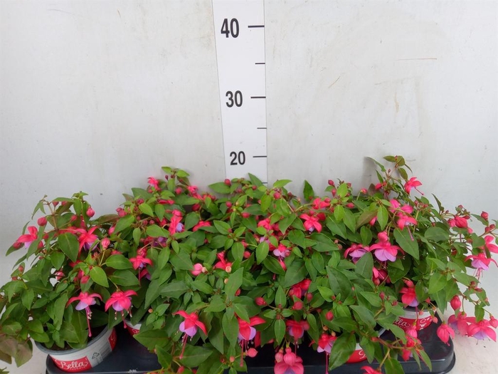 <h4>Fuchsia  'Bella Fuchsia Lydia'</h4>