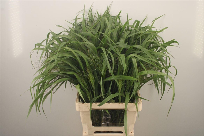 <h4>Panicum Fountain</h4>