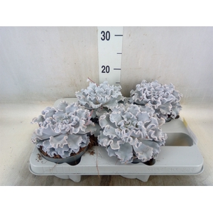 Echeveria   ...