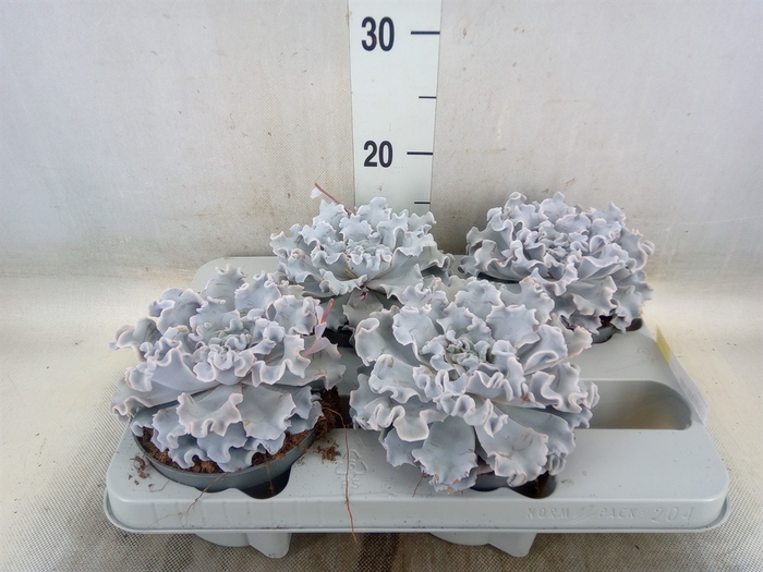 <h4>Echeveria   ...</h4>