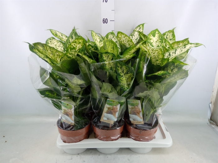 <h4>Dieffenbachia  'Compacta'</h4>