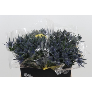 Eryng Mag Blue Lagoo