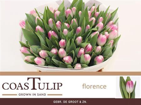 <h4>Tu En Florence</h4>