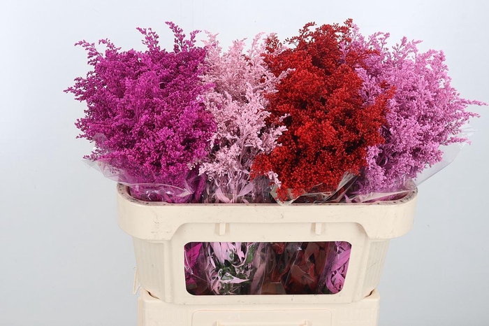 <h4>Solidago Kl Bh Love</h4>