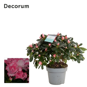 Azalea 14 cm Bont - Decorum