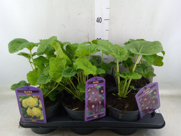<h4>Alcea   ...</h4>